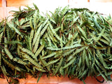 Sweet Fern Soap