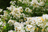 Rosa Multiflora Face + Body Mist