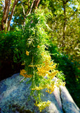 Tansy Face Mist